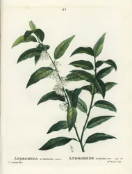 フェッターブッシュ（Andromeda acuminata）。パリのアンリ・ルイ・デュアメル・デュ・モンセルの『樹木と樹皮の扱い』に掲載されたピエール＝ジョセフ・ルドゥーテのイラストをもとに、ブレネ嬢が手彩色のスティプル・エングレーヴィングを施したもの。