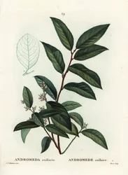 フェッターブッシュ（Andromeda axillaris）。パリで出版されたHenri Louis Duhamel du Moncelの『Treat des Arbres et Shrustes』に掲載されたPierre-Joseph Redouteのイラストをもとに、Moretが手彩色のスティプル・エングレーヴィングを施したもの。