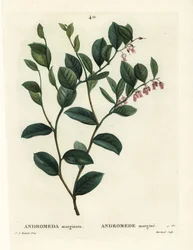 フェッターブッシュ（Andromeda marginata）。パリで出版されたHenri Louis Duhamel du Moncelの『Treat des Arbres et Shrustes』に掲載されたPierre-Joseph Redouteのイラストをもとに、J.Marchandが手彩色したスティップル・エングレーヴィング。