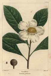 Franklinia tree, Gordonia pubescens (in engraving)