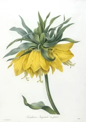 フリテリエール、インペリアーレヴァリエジョーン、Choice Des Plus Belle Fleurs et des Beaux Fruits、1827年（手彩色の点描彫刻）
