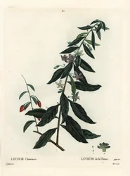 ゴジベリーまたはチャイニーズ・ボックスソーン（Lycium chinense）。パリで出版されたHenri Louis Duhamel du Moncelの『Treat des Arbres et Shrustes』に掲載されたPierre-Joseph Redouteの挿絵をもとに、Moretが手彩色で描いたもの。