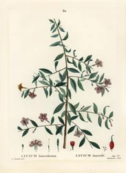 クコの実、Lycium barbarum (Lycium lanceolatum)。パリで出版されたHenri Louis Duhamel du Moncelの『Treat des Arbres et Shrustes』に掲載されたPierre-Joseph Redouteの挿絵をもとに、Du Ruisseauが描いた手彩色のスティプルエングレーヴィング。