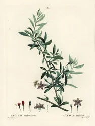 ゴジベリーまたはクコの実、Lycium barbarum（Lycium turbinatum）。パリで出版されたHenri Louis Duhamel du Moncelの『Treat des Arbres et Shrustes』に掲載されたPierre-Joseph Redouteの挿絵をもとにMoretが描いた手彩色のスティプル・エングレーヴィング。