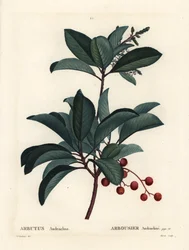 ギリシャのイチゴの木（Arbutus andrachne）。パリで出版されたHenri Louis Duhamel du Moncelの『Treat des Arbres et Shrustes』に掲載されたPierre-Joseph Redouteの挿絵をもとにMoretが描いた手彩色のスティプル・エングレーヴィング。
