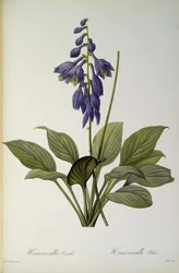 ヘメロカリスCaerulea、 `Les Liliacees &39;、1806年