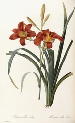 Hemerocallis Fulva-ヘメロカレスフォーブ