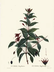 ハミングバード・フクシア（Fuchsia magellanica）。パリで出版されたHenri Louis Duhamel du Moncelの『Treat des Arbres et Shrustes』に掲載されたPierre-Joseph Redouteのイラストをもとに、Du Ruisseauが手彩色したスティップル・エングレーヴィング。