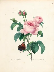 百葉バラ、ラングロワによる版画、Choix des Plus Belles Fleurs et des Plus Beaux Fruits、第I巻より、1827-33年