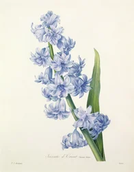 ヒヤシンス・オリエンタリス（ヒヤシンス）、ヴィクトルによる版画、「Choix des Plus Belles Fleurs」より、1827年