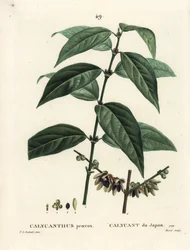 日本のオールスパイス、Chimonanthus praecox（Calycanthus praecox）。パリのHenri Louis Duhamel du Moncelの『Treat des Arbres et Shrustes』に掲載されたPierre-Joseph Redouteの挿絵をもとにMoretが描いた手彩色のスティプル・エングレーヴィング。