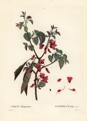ユダの木、Cercis siliquastrum。パリで出版されたHenri Louis Duhamel du Moncelの『Treat des Trees et Shrustes』に掲載されたPierre-Joseph Redouteの挿絵をもとにTassaertが描いた手彩色のスティプル・エングレーヴィング。