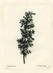 Kraal honey thorn, Lycium afrum.パリのHenri Louis Duhamel du Monceauの『Treat des Arbres et Shrustes』に掲載されているPierre-Joseph Redouteのイラストをもとに、Miss Brenetが手彩色で描いたスティップル・エングレーヴィング。