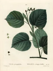 大葉シナノキ（Tilia platyphyllos）。パリで出版されたHenri Louis Duhamel du Moncelの『Treat des Arbres et Shrustes』に掲載されたPierre-Joseph Redouteの挿絵をもとに、Du Ruisseauが手彩色のスティプル・エングレーヴィングを施したもの。