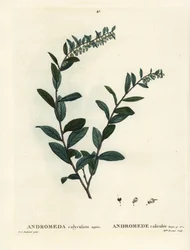 レザーリーフ、Chamaedaphne calyculata（Andromeda calyculata）。パリで出版されたHenri Louis Duhamel du Moncelの『Treat des Arbres et Shrustes』に掲載されたPierre-Joseph Redouteのイラストをもとに、Miss Brenetが手彩色のスティプル・エングレーヴィングを施したもの。