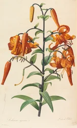 ライラック、1804-1815。