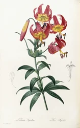 リリーのプライド、1805-1816