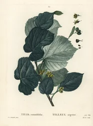 ライムの木、Tilia rotundifolia。パリで出版されたHenri Louis Duhamel du Moncelの『Treat des Arbres et Shrustes』に掲載されたPierre-Joseph Redouteの挿絵をもとにMoretが描いた手彩色のスティプル・エングレーヴィング。