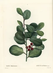 マデイラ諸島のヒイラギ、Ilex perado (Holly de Madere, Ilex maderiensis)。パリで出版されたHenri Louis Duhamel du Moncelの『Treat des Arbres et Shrustes』に掲載されたPierre-Joseph Redouteの挿絵をもとにCasenaveが描いた手彩色のスティプル・エングレーヴィング。