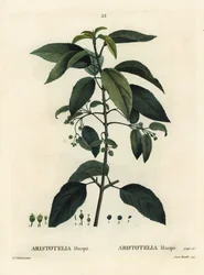 マキ（チリ産ワインベリー）、Aristotelia chilensis（Aristotelia macqui）。パリで出版されたHenri Louis Duhamel du Moncelの『Treat des Arbres et Shrustes』に掲載されたPierre-Joseph RedouteのイラストをもとにAimeeが描いた手彩色のスティプル・エングレーヴィング。