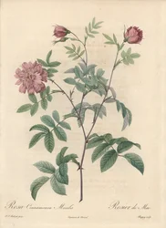 ピエール・ジョセフ・ルドゥーテ（1759-1840）が描いたイラスト、「Les Roses」からの抜粋。
