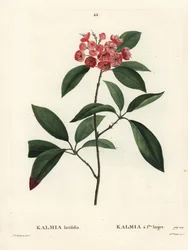 マウンテンローレルまたはキャラコブッシュ（Kalmia latifolia）。パリで出版されたHenri Louis Duhamel du Moncelの『Treat des Arbres et Shrustes』に掲載されたPierre-Joseph Redouteのイラストをもとに、Rollet嬢が手彩色で描いたもの。
