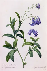 Myosotis Scorpiodes (着色された彫刻)
