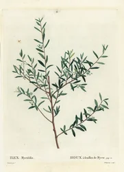 マートル・ホーリーまたはマートル・ダフーン（Ilex myrtifolia）。パリで出版されたHenri Louis Duhamel du Moncelの『Treat des Arbres et Shrustes』に掲載されたPierre-Joseph Redouteの挿絵をもとにDelaneauxが描いた手彩色のスティプル・エングレーヴィング。