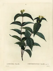 北部のブッシュスイカズラ、Diervilla lonicera（Lonicera diervilla）。パリで出版されたHenri Louis Duhamel du Moncelの『Treat des Arbres et Shrustes』に掲載されたPierre-Joseph Redouteのイラストをもとに、Du Ruisseauが描いた手彩色のスティプル・エングレーヴィング。