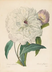 Paeonia flamrans Peony、1827年。