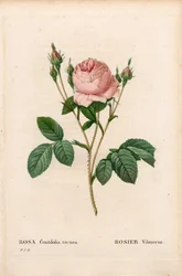 ピンクのヴィルモラン（Rosa centifolia Vilmorin）。ピエール・ジョセフ・ルドゥーテの「Les Roses」（パリ）に掲載された手彩色のスティプル銅版画