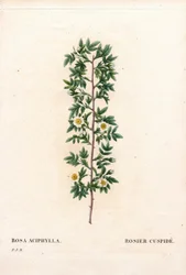 ピンクのカスミソウ、ロサ・カニナの品種。棘のあるバラ、ロサ・アシフィラ。ピエール・ジョセフ・ルドゥーテの「Les Roses」（パリ）より、手彩色のスティプル銅版画