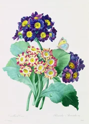 Primula Auricula (カラー彫刻)