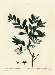 ピレネー・スイカズラ（Lonicera pyrenaica）。パリで出版されたHenri Louis Duhamel du Moncelの『Treat des Trees et Shrustes』に掲載されたPierre-Joseph Redouteの挿絵をもとに、Tessaertが手彩色で描いたもの。
