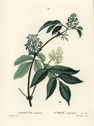 赤いニワトコ（Sambucus racemosa）。パリで出版されたHenri Louis Duhamel du Moncelの『Treat des Arbres et Shrustes』に掲載されたPierre-Joseph Redouteのイラストをもとに、ブレネ嬢が手彩色で描いたスティプル・エングレーヴィング。