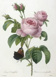 ローザセンティフォリア、ロシエ100フィーユ、Choice Des Plus Belle Fleurs et des Beaux Fruits、1827年（手彩色の点描彫刻）