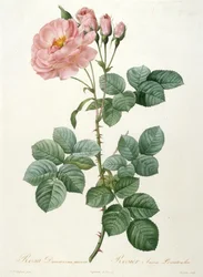 Rosa Damascena aurora、Rosier Aurore Poniatowska、La Couronne de roses、1817-1824 より。