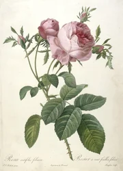 ローザcentifolia foliacea、Rosier a cent feuilles、葉、Les Roses、1817-24年（手彩色の点描彫刻）