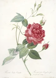 ローザインディカクルエンタ、ベンガルローズ、血の紫の花、レローズ、1817年から24年（手彩色の点描彫刻）