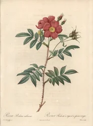 Rosier brillant - Eau forte de Bessin」は、ピエール・ジョセフ・ルドゥー（1759-1840）が描いた「Les Roses」のイラストが元になっています。