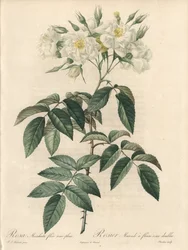 八重の花をつけたロジエ・ムスク - 『薔薇の花』から抜粋したピエール・ジョセフ・ルドゥーテ（1759-1840）の挿絵をもとにシャルランがエッチングしたもの。