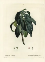 Spurge laurel, Daphne laureola.パリで出版されたHenri Louis Duhamel du Moncelの『Treat des Trees et Shrustes』に掲載されたPierre-Joseph RedouteのイラストをもとにTassaertが描いた手彩色のスティプル・エングレーヴィング。
