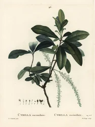 沼地のシリーラ（Cyrilla racemiflora）。パリで出版されたHenri Louis Duhamel du Moncelの『Treat des Arbres et Shrustes』に掲載されたPierre-Joseph Redouteのイラストをもとに、De Gouyが手彩色のスティプル・エングレーヴィングを施したもの。