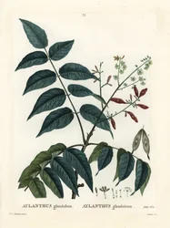 天の木、アイランサスまたはシュシュン、Ailanthus altissima (Aylanthus glandulosa)。パリで出版されたHenri Louis Duhamel du Moncelの『Treat des Arbres et Shrustes』に掲載されたPierre-Joseph Redouteの挿絵をもとにMoretが描いた手彩色のスティプル・エングレーヴィング。