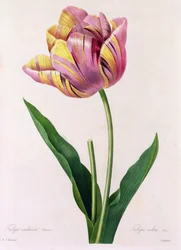 Tulipa Culta (カラー彫刻)