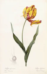 Tulipa Gesneriana-庭園のチューリップ