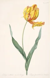 Tulipa Gesneriana var. ドラゴンのオウム チューリップ、1816 年。