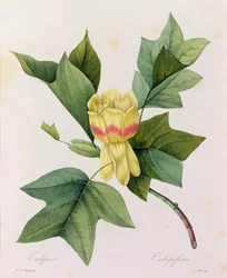 Tulipifera (カラー彫刻)