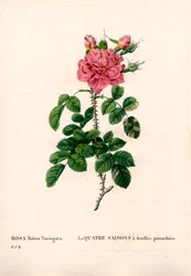 変色したフォーシーズンズピンク（Rosa damascena var. bifera）。ピエール・ジョセフ・ルドゥーテの「Les Roses」（パリ）に掲載された手彩色のスティプル銅版画
