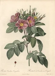 バージニアローズ、ダークフラワー - Pierre Joseph Redoute (1759-1840) が描いたイラストを元にした Eau forte de Langlois、『Les Roses』より